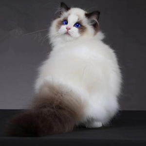 布偶猫幼猫纯种宠物猫活体重点色布偶猫蓝眼白手套-wkz