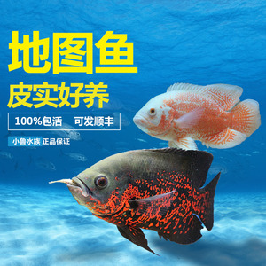 观赏鱼活体大型鱼黑地图鱼黄地图鱼宠物鱼白地图鱼猪仔鱼活体包活