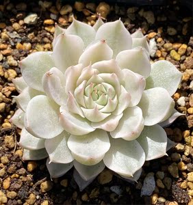 【玛格丽特锦】多肉植物覆轮锦易爆头韩国进口精品基因12.23更新