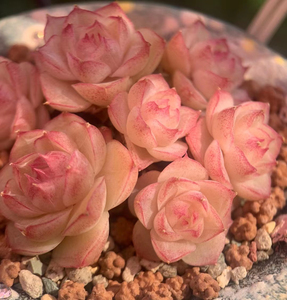 【潘多拉】多肉植物女王玫瑰潘多拉优选包品种一物一拍11.20更新