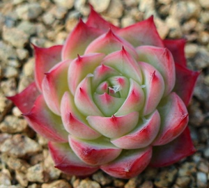 【粉色水晶玫瑰】多肉植物韩国进口云南露台控养经典品种1.8更