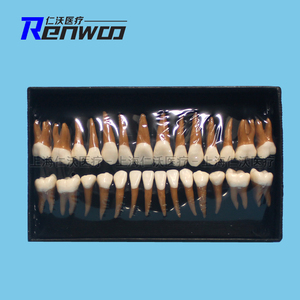 牙科全口 标准恒牙 齿科成人牙齿模型28颗模型教学口腔讲解材料