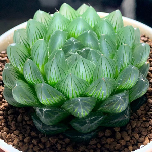 艾上多肉 潘氏冰川玉露十二卷透亮冰灯好养龙鳞多肉植物一物一拍