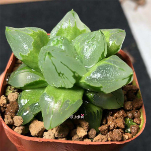 冰城寿 背窗美 十二卷玉露多肉植物一物一拍满48元包邮