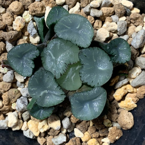 艾上多肉 雷光万象十二卷植物透窗白纹万象一物一拍