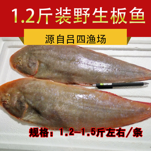 吕四野生方板鱼 龙利鱼 肉踏鱼 鞋底鱼 比目鱼 1.2斤多退少补