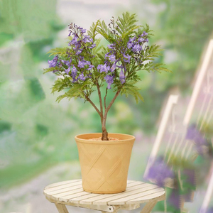 蓝花楹蓝雾树庭院花园阳台行道景观树紫花海花期长丰花绿植盆栽苗