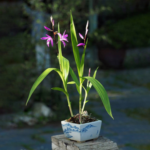 白芨bletilla多年生宿根药草地生兰花林地花境耐阴球根花卉盆栽苗