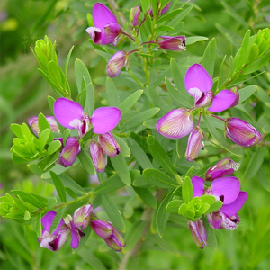 桃金娘叶远志polygala myrtifolia多年生常绿阳台开花机器盆栽苗