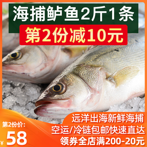 鲈鱼鲜活海鱼新鲜水产海鲜海捕深海大海鲈鱼2斤1条花鲈鱼超大鲈鱼