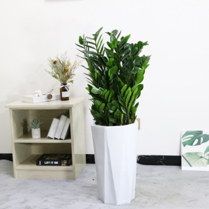 中型金钱树盆栽室内客厅大盆景招财摇钱树防辐射净化空气同城配送