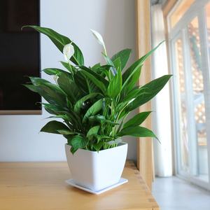 白掌一帆风顺桌面小盆栽好养室内绿植吸甲醛净化空气办公室室内花