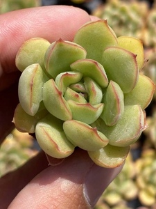 慈禧多肉植物 满58包邮