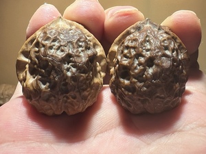 野生铁核桃 七彩掌中宝 尺寸36mm 皮质坚硬 形态漂亮沉手随机发货