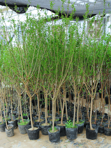 石榴葡萄苹果玉兰海棠爬藤藤本攀援植物果树耐寒耐晒户外庭院绿植