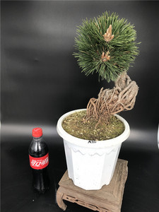 精品提根千寿丸 黑松嫁接 盆景 盆栽 带盆发货包邮