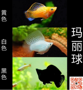 球玛丽皮球鱼玛丽球黑玛丽米奇鱼月光鱼熊猫鱼好活鱼胎生鱼热带鱼