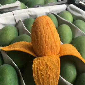 陆运包邮海南昌江鸡蛋芒果现摘现发树上熟新鲜水果净果10斤礼盒装