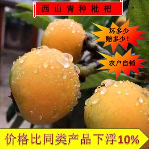 苏州西山青种枇杷新鲜大果pk东山白玉 江浙沪包邮