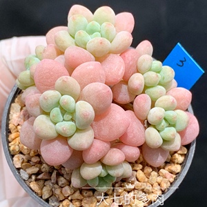 鱼子酱 精控小老桩群 可爱果冻色 多肉植物 一物一拍 大七的多肉