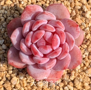 玉芙蓉/星星橙 正版 精控成品 多肉植物 一物一拍 大七的多肉