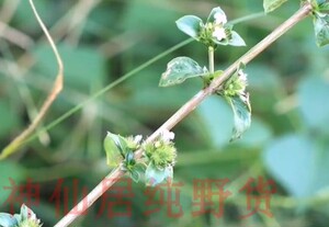 六月雪路边姜天星木路边荆现采白马骨 中药材六月雪 自家采的路边