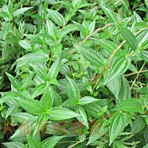 现挖新鲜雾水葛 雾水葛整株带根中药材糯米藤 捆仙绳 咄脓膏 包邮