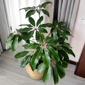 日本大叶伞 保罗 盆栽 超高颜值室内绿植网红ins新宠 大株棒棒糖