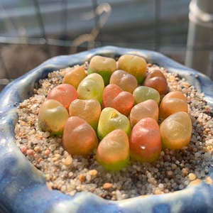 毛汉尼 糖果色拼盘 s1023多肉植物 支持一物一拍包邮拍下不退不换