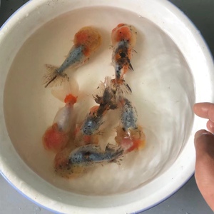 金鱼活体 五花猫狮 武汉猫狮 麒麟猫狮