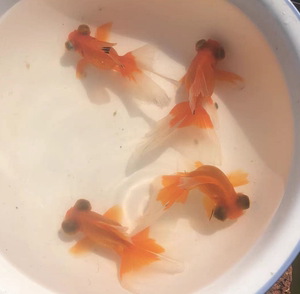 金鱼活鱼/凤尾龙睛 裙尾龙睛 视频选鱼