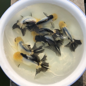 金鱼活体 黑白狮子头 水墨狮子头 鱼场直销