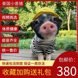 泰国迷你纯种小香猪长不大抖音网红宠物猪活体幼崽短毛可爱萌公猪