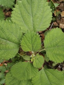 白麻叶野生