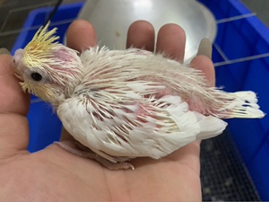 特色玄凤金冠低趴中趴高趴超高喷点百趴奶油金头黄鸡尾鹦鹉雏鸟