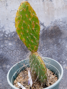 百花轩淘宝心儿花开园艺 黄花修罗团扇荒戎团扇强刺修罗团扇仙人掌