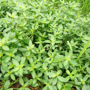 塘水生路生植物水花生种子空心莲子草养鱼虾蟹空心草500g