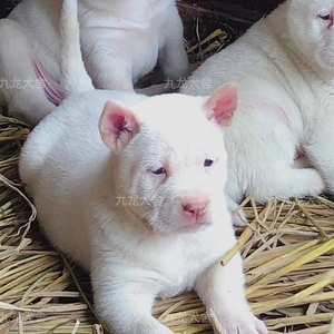 贵州精品虎头枪尾纯种下司犬短毛中毛剑毛60天幼犬 九龙犬舍繁殖
