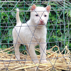 贵州五红纯种下司犬短毛中毛长毛60天幼犬 九龙犬舍繁殖