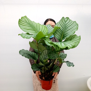 青苹果猫眼紫背飞羽竹芋耐荫高端大气室内观叶绿植吸甲醛章鱼种花