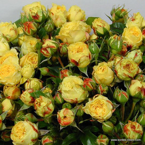 德国切花月季 柠檬绒球 耐热耐晒 抗病强长势旺开花机器