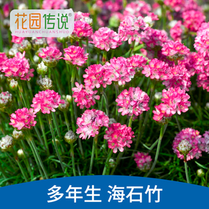 花园传说海石竹种子桃花钗四季花园阳台专用花盆花种子籽室内种苗