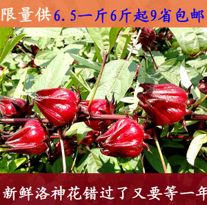 玫瑰茄红桃k果新鲜洛神花洛神花茶 养身花 做酵素原料花果茶