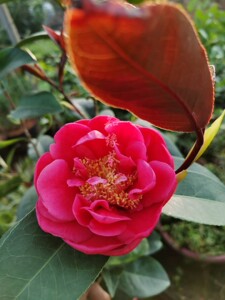 黑金刚茶花重瓣苞抱茎茶海棠茶树苗四季大苗扦插嫁接盆栽