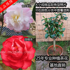 国楣 普陀紫光茶花云南茶花名贵品种树苗庭院室外大红名贵四季杂