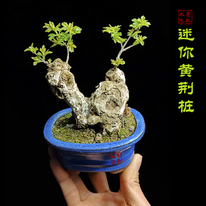 直播专拍黄荆桩练手盆景素材好养好活盆栽室内室外喜阳老桩微型桩