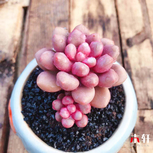 进口多肉植物先锋派火狐狸唐印胭脂云办公室内防辐射稀有多肉组合