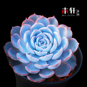 8020人付款淘宝蓝色妖姬盆栽带花苞