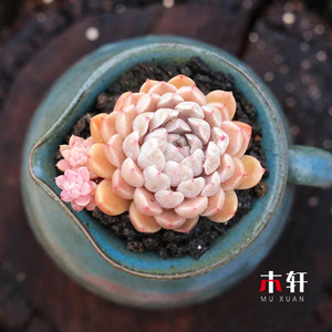 稀有多肉植物粉姬莲办公室内多头群生肉肉植物小盆栽四季好养活
