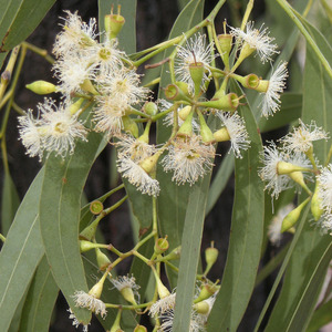 尤加利单方精油